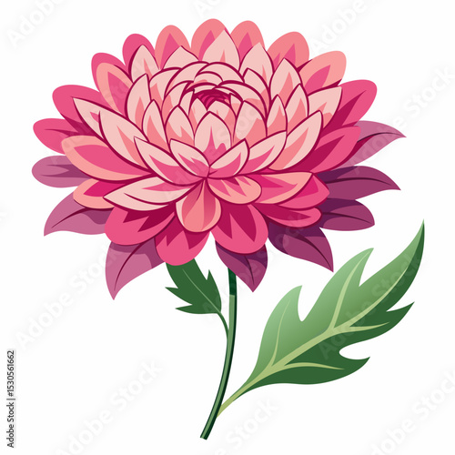 Detailed Chrysanthemum Flower Illustration on a Clean White Background showcasing Vibrant Colors and Intricate Petal Design in a Vector Format