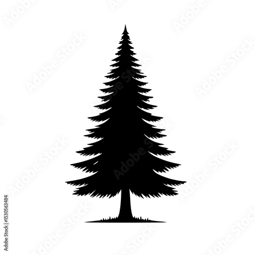 A clean, dark silhouette of a tall, narrow evergreen tree, characterized by its sharp peak and uniform shape, indicative of a cypress or specific conifer.