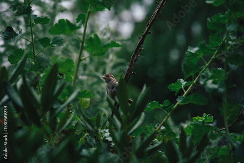 sparrow on a grass