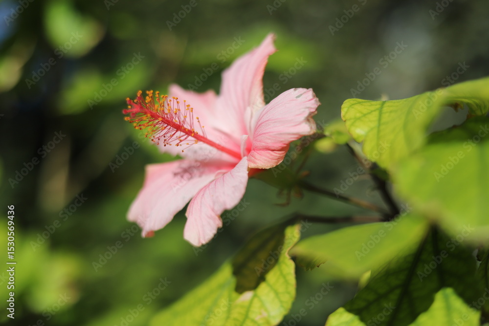 Fototapeta premium red rose flower