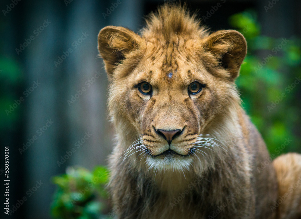 Fototapeta premium Photography of fierce wild animals in the forest