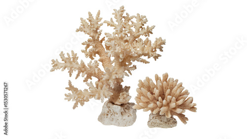 pine cone isolated on white background