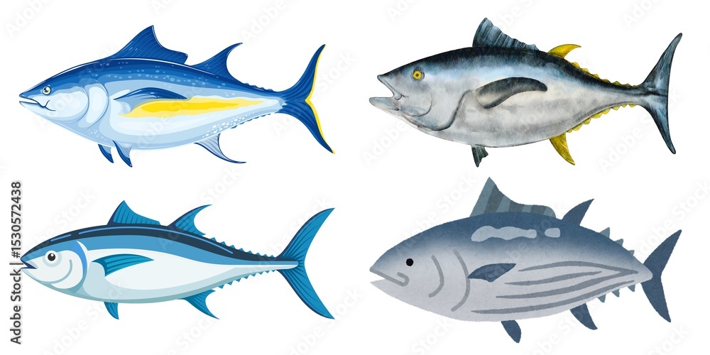 Obraz premium Bluefin tuna Thunnus thynnus saltwater fish | Atlantic tuna fish