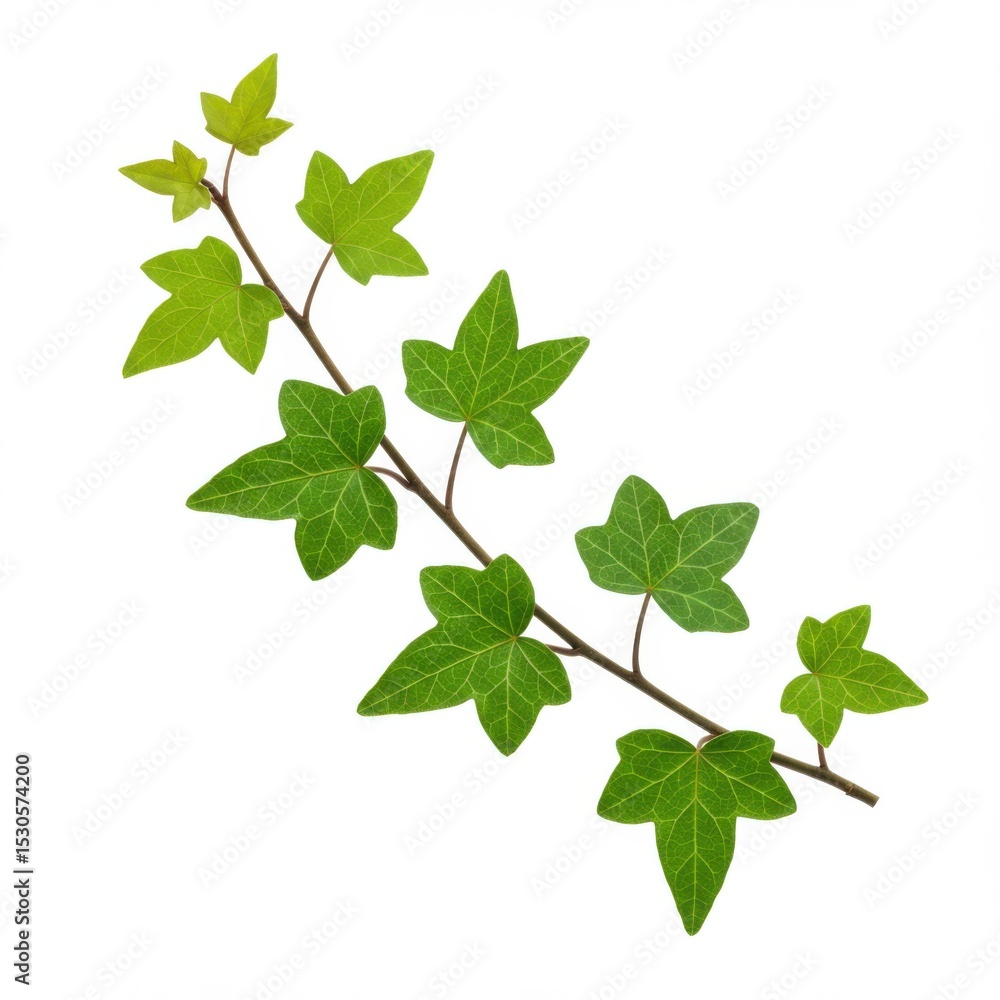 Vibrant green ivy sprig isolated on white background Vibrant green ivy sprig isolated on white background
