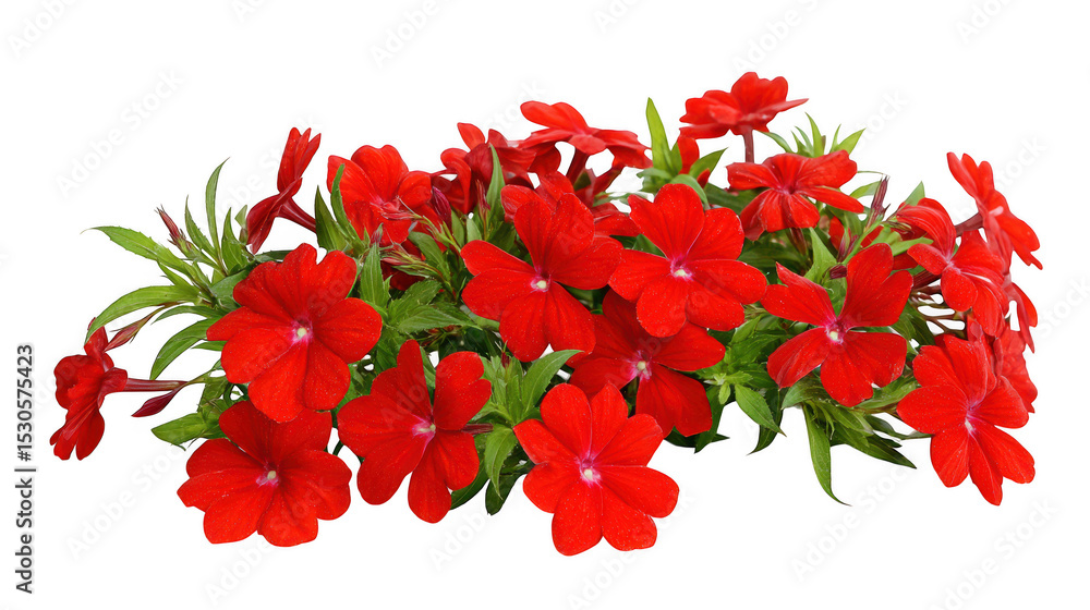 Fototapeta premium Vibrant red phlox flowers bouquet isolated on transparent background