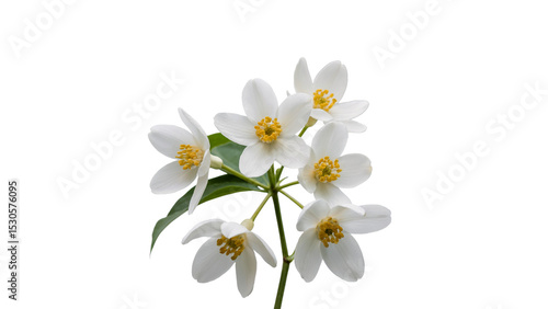 white flowers on white background