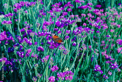 butterfly on Flowers