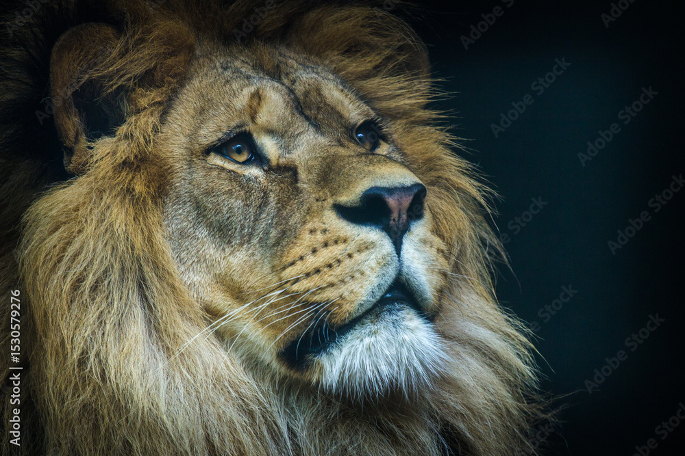 Obraz premium Photography of fierce wild animals in the forest