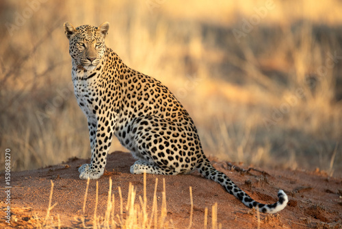 A close up or an African leopard in beautiful light, Etosha National Park, Namibia.