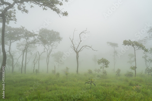 A lone, dead tree stands gracefully in mystical fog amidst lush greenery at Pa Hin Ngam National Park, Chaiyaphum. This atmospheric scene captures nature's resilience and haunting beauty.