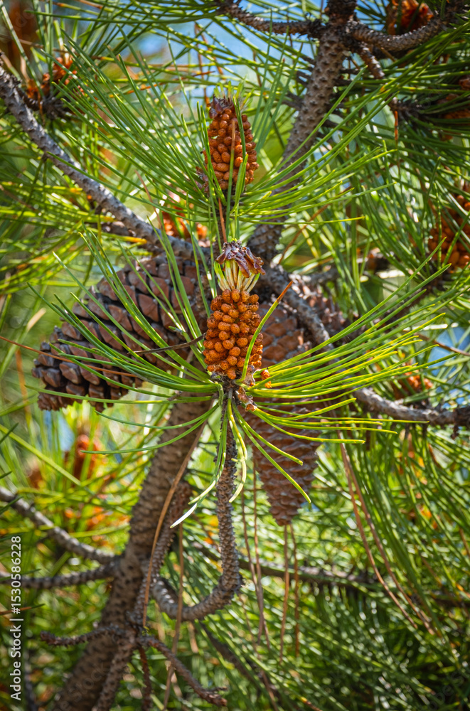 Fototapeta premium pine tree flowers and cone buds.