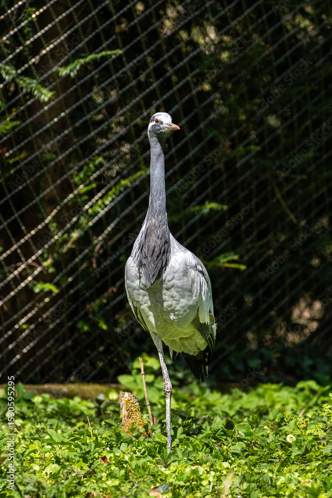 Naklejka premium Demoiselle Crane, Anthropoides virgo are living in the bright green meadow during the day time
