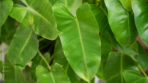 Philodendron burle marx variegated, houseplant
