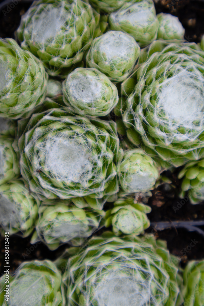 Fototapeta premium Succulent plants with unique shapes and textures in outdoor setting