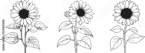 Hand-Drawn Sunflower Silhouette Set Featuring Bloom Variations with Leaves and Bud in Black Vector Style