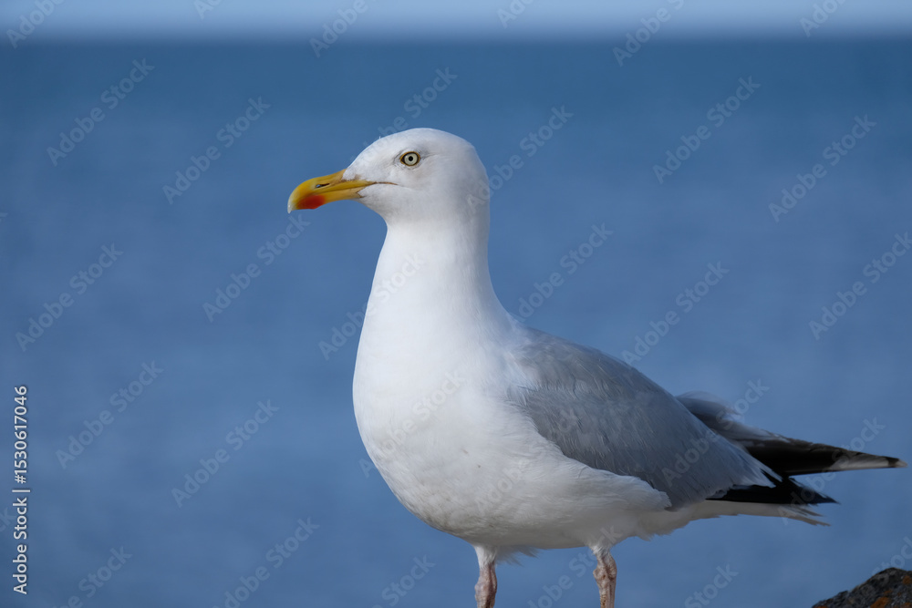 Fototapeta premium Seagull side view with ocean behind
