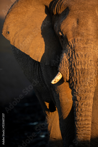 A close up portrait of a desert elephant in the last rays of sunlight in Etosha National Park, Namibia.
