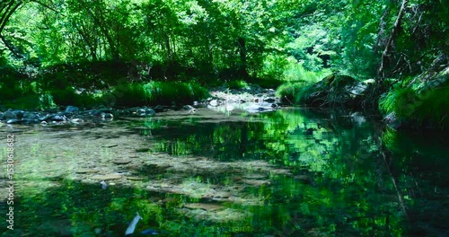 透き通る水面と緑の景色 養沢川 秋川渓谷