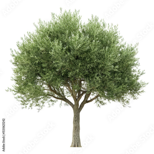 Olive Tree Isolated, Cut Out