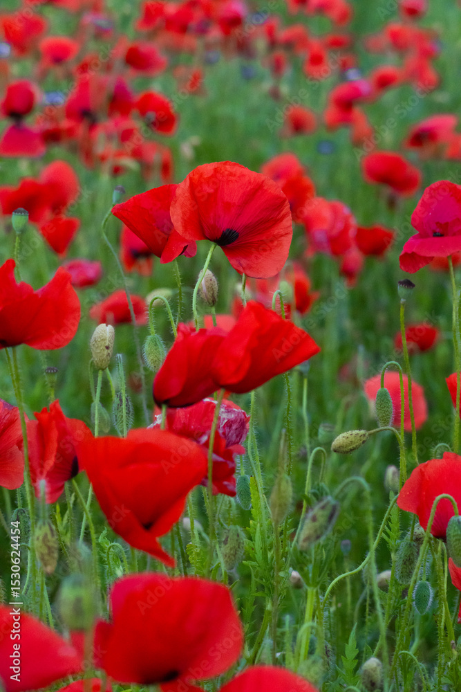 Obraz premium Bright red poppies blooming in a lush green field on a summer day. A vivid and peaceful countryside scene showcasing the natural beauty, freshness, and charm of wildflowers in full bloom