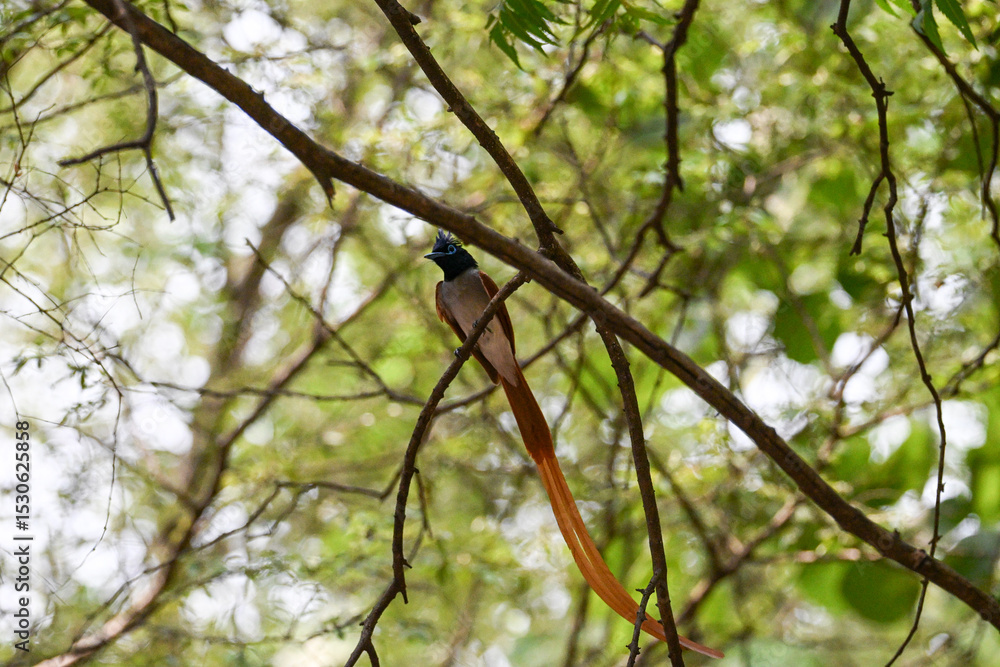 Indian Paradise Flycatcher in Forest sitting on a tree Indian Paradise Flycatcher in Forest sitting on a tree