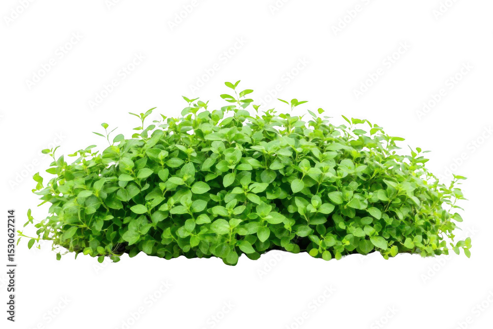 Green Lush, Vibrant Leafs Sprouting for Growth and Vitality Concept Green Lush, Vibrant Leafs Sprouting for Growth and Vitality Concept