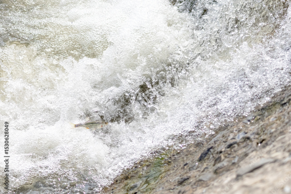 Fototapeta premium Dynamic close-up of white water splashing over rocks in a fast mountain stream. Natural energy and movement symbolizing freshness, power, and purity. Perfect for nature, ecology, and design concepts