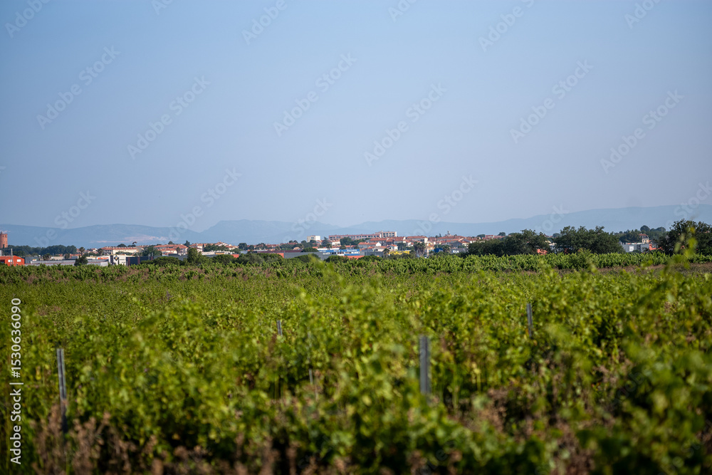 Fototapeta premium corn field in the summer
