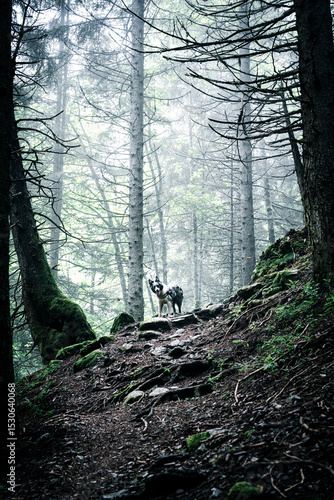 Chien dans une forêt en montagne