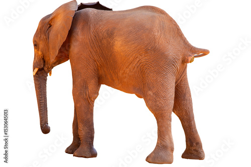 Photography African elephant baby lifting his tail to defecate on white background