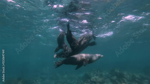 Playful sea lions swimming underwater