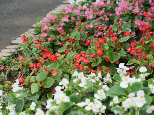 花壇でベゴニアが咲いている