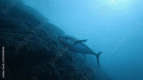 Large tuna fish swimming near reef wall