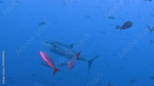 Pacific bluefin tuna (Thunnus orientalis) swimming in deep blue ocean with small pink fish