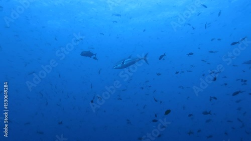 Large tuna fish swimming in deep blue ocean