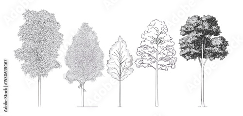 Cad tree side view outline, tropical landscape sketch, minimal line drawing, vector illustration, garden planning, architecture symbol, environment map, plantation layout, construction.