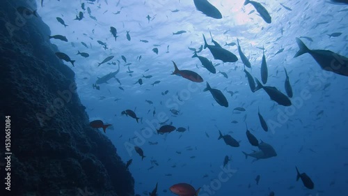 Pacific bluefin tuna swimming under school of fish