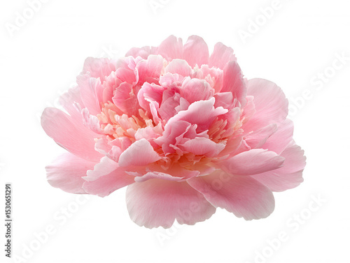 The beautiful light pink peony flower isolated against a clean white background features delicate, ruffled petals and a soft, romantic aesthetic that delights the eye.