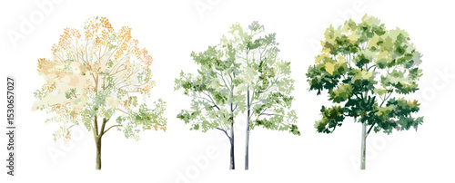 Side view tree watercolor, vector illustration, tropical, oak, maple, poplar, landscape architecture drawing, outline stroke fill, green tree elements, forest clipart.