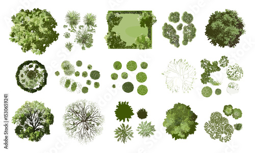 Tree top view, garden vector illustration, nature layout, isolated foliage, white background, architectural plan, landscape cad, plant top view, outdoor design, green environment, cutout.