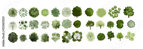Tree top view, landscape layout, vector illustration, garden elements, architecture drawing, cad foliage, nature, environment, white background, cutout, greenery, aerial plant view.