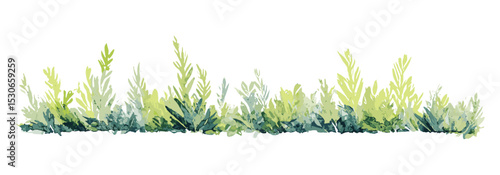 Vector illustration of watercolor bush grass bander, side view for architecture plan, landscape section, garden design, elevation drawing, foliage layout, transparent background.