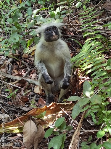A red colambus monkey in Jozani Forest, Zanzibar, Tanzania