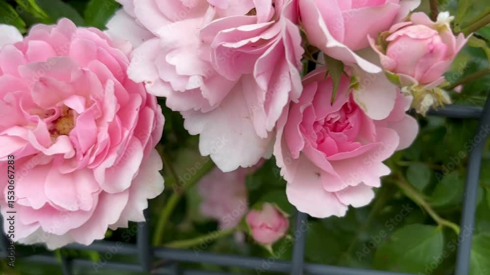 Close-up of Blooming Pink Garden Roses in Soft Natural Light. High-resolution close-up photo of lush pink garden roses in full bloom, captured in soft natural lighting. Close-up of Blooming Pink Garden Roses in Soft Natural Light. High-resolution close-up photo of lush pink garden roses in full bloom, captured in soft natural lighting.