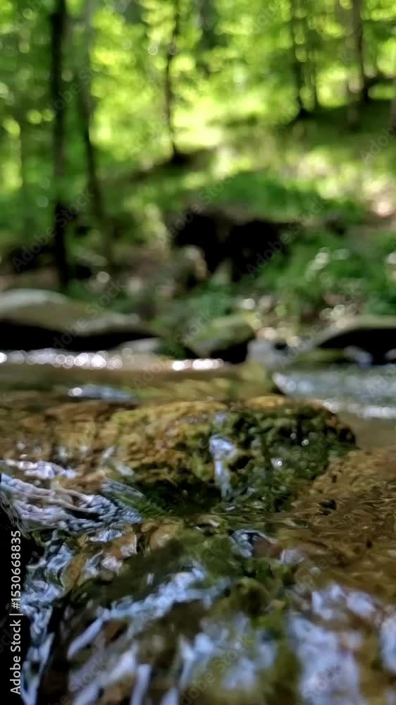 Mountain stream water in the forest Mountain stream water in the forest