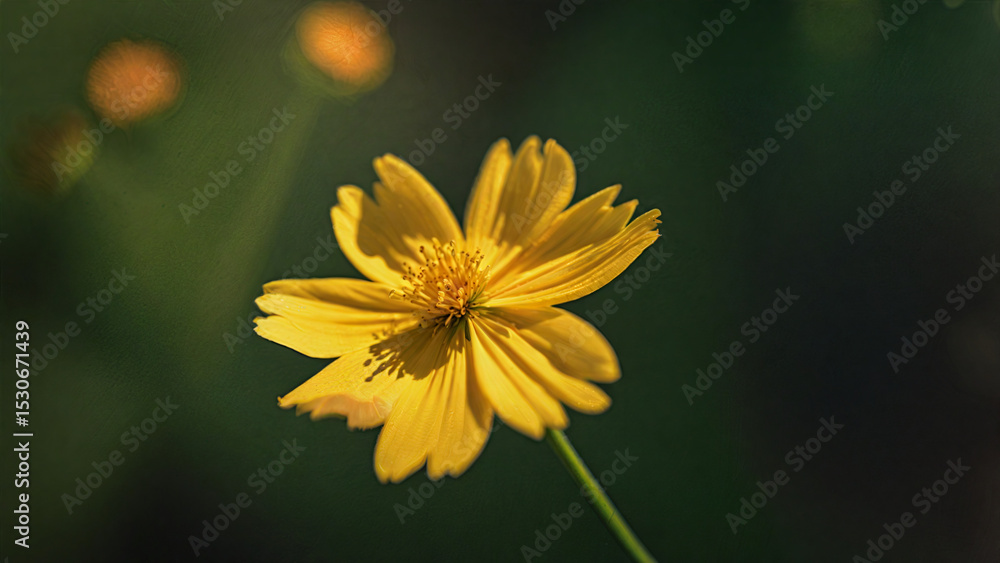 Obraz premium Stunning Macro Image of a Yellow Cosmos Blossom Highlighting Its Lively Colors and Intricate Floral Details - Nature Background 