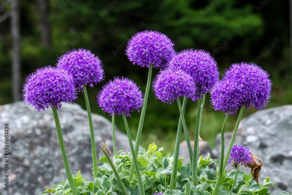 Fototapeta premium Stunning Purple Allium Flowers in Full Bloom, Creating a Beautiful Spring Garden Landscape Scene