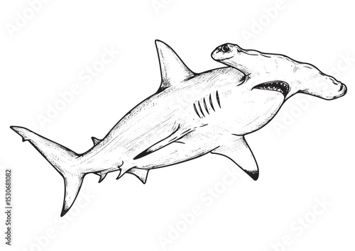  Hammerhead Shark, different angel view, engraving, hand drawn, line art, vector illustration, isolated on transparent background