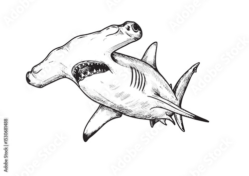  Hammerhead Shark, different angel view, engraving, hand drawn, line art, vector illustration, isolated on transparent background
