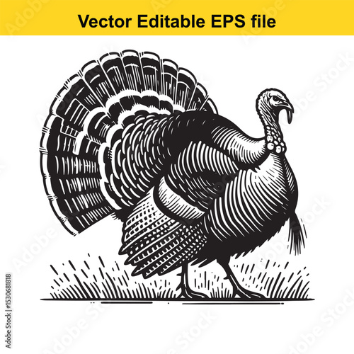 A majestic wild turkey in a vintage woodcut style illustration